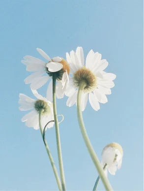 Oil-To-Milk Cleanser for Sensitive Skin